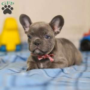 Charlene, Frenchton Puppy